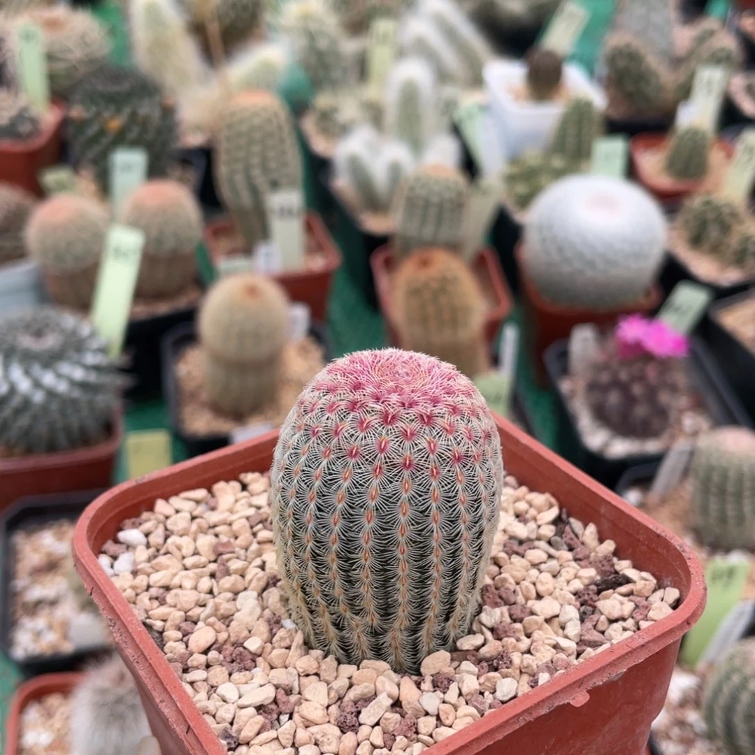 鹿角柱实生仙人球红太阳X白花太阳