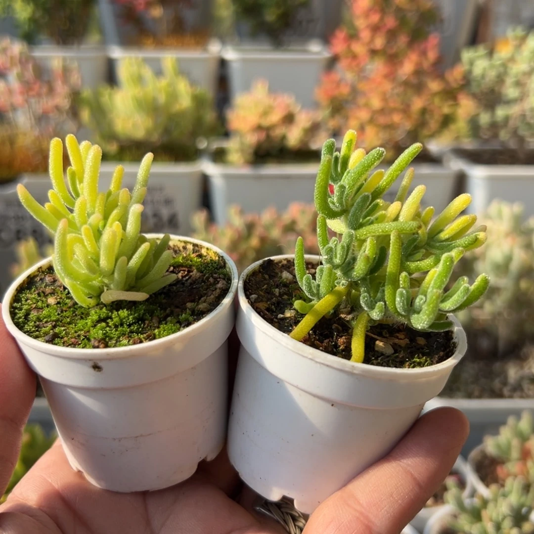 5-931+932荧光兔全锦+阴阳拉丝锦