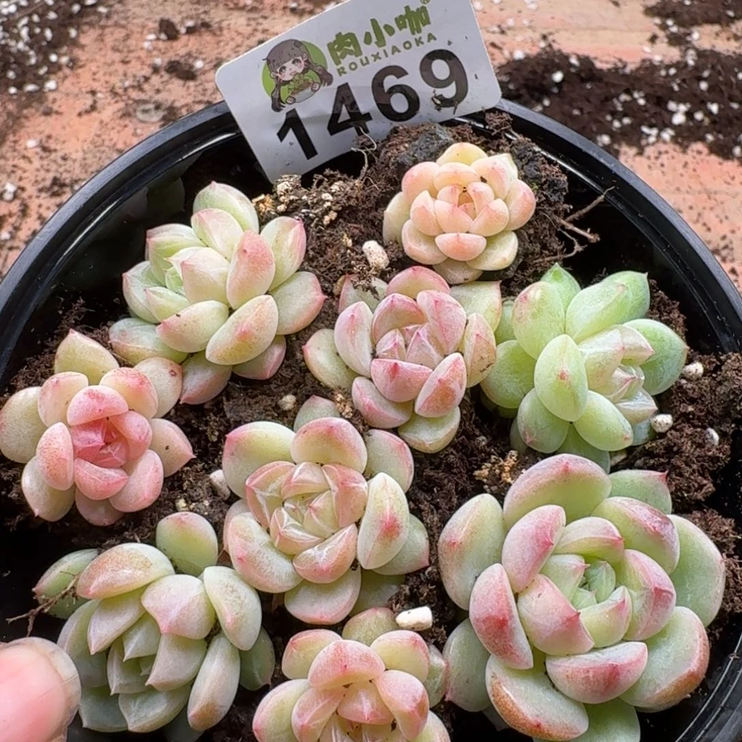 多肉植物多肉植物