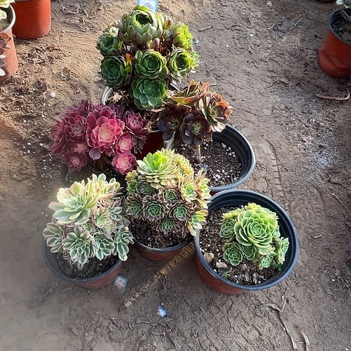 890多肉植物瑕疵特价，