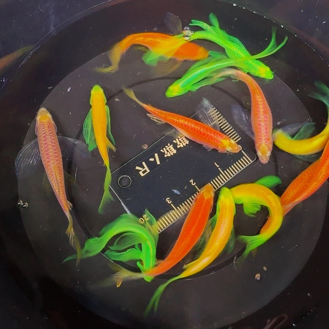 海水蝶翼斑马微瑕疵