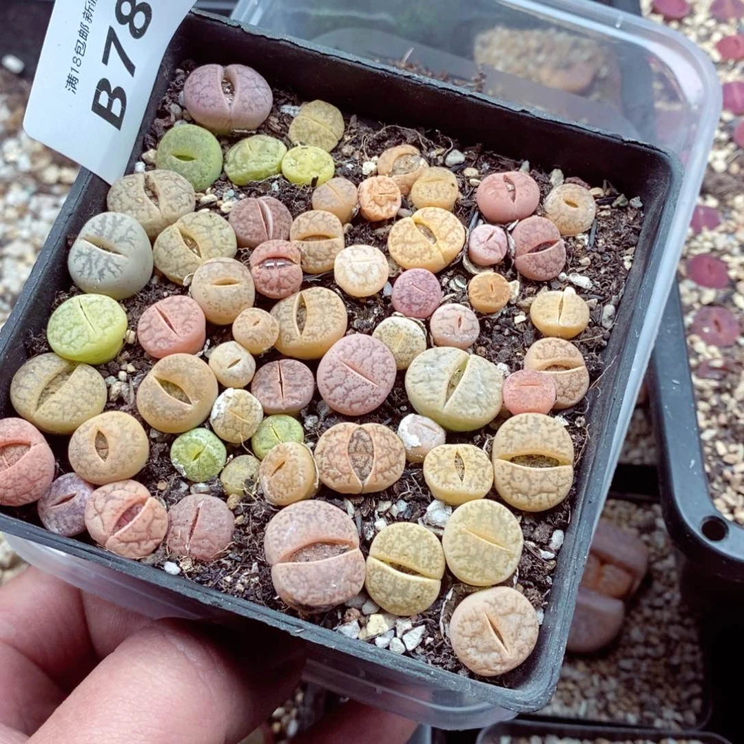 我的小姐姐们都是我786