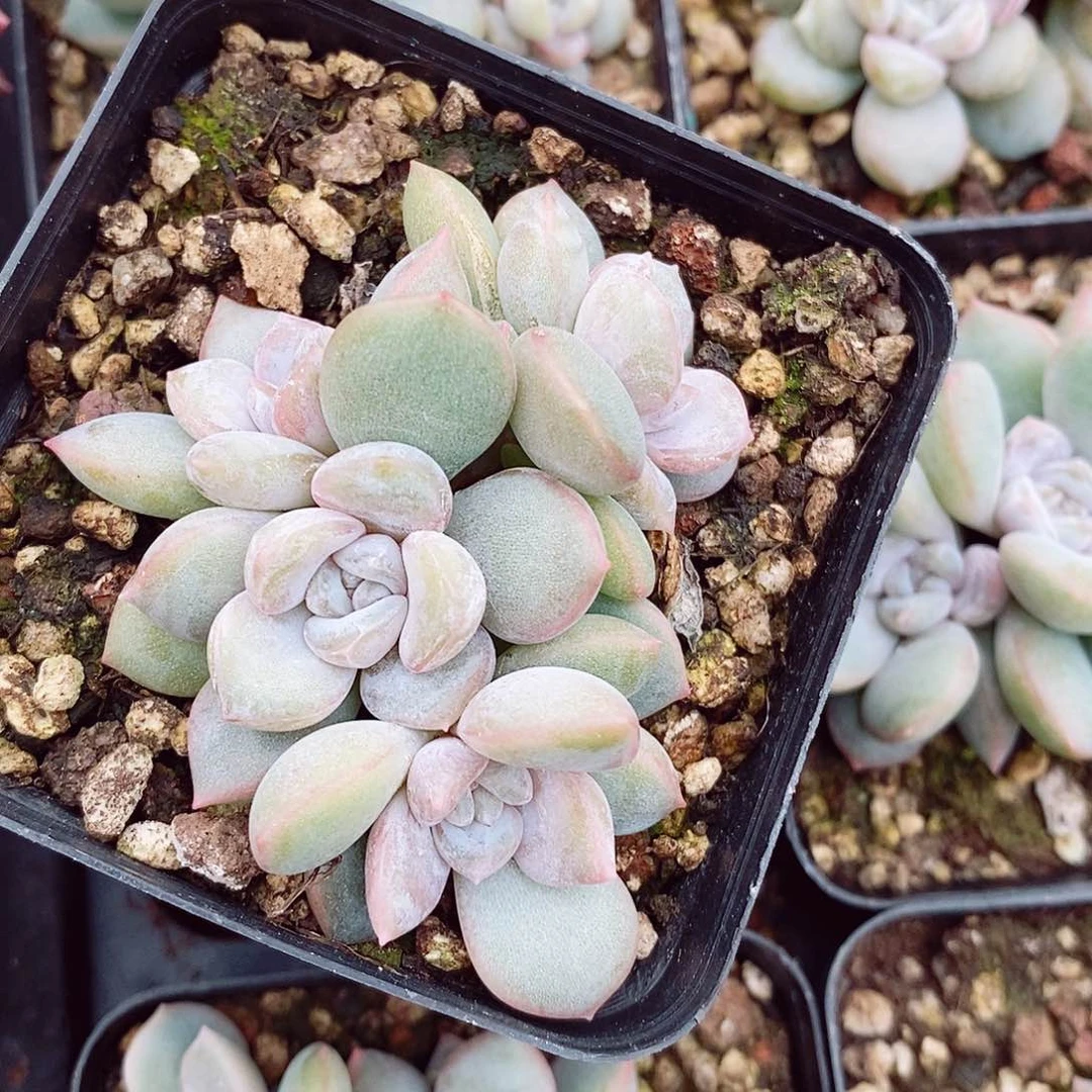 韩玉珠6cm多肉植物