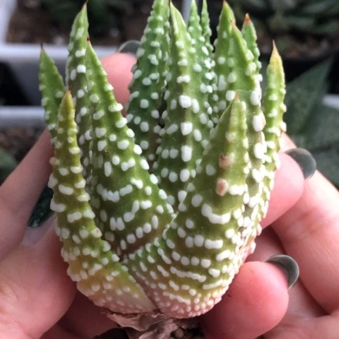 恐龙泪珠哈哈哈哈哈哈