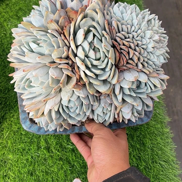 【闪购商品】橙子朵朵缀