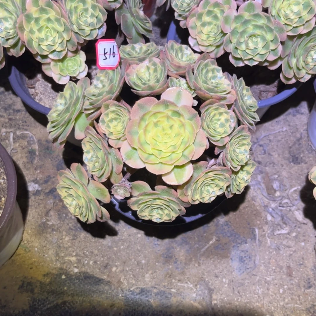 516多肉植物火龙果