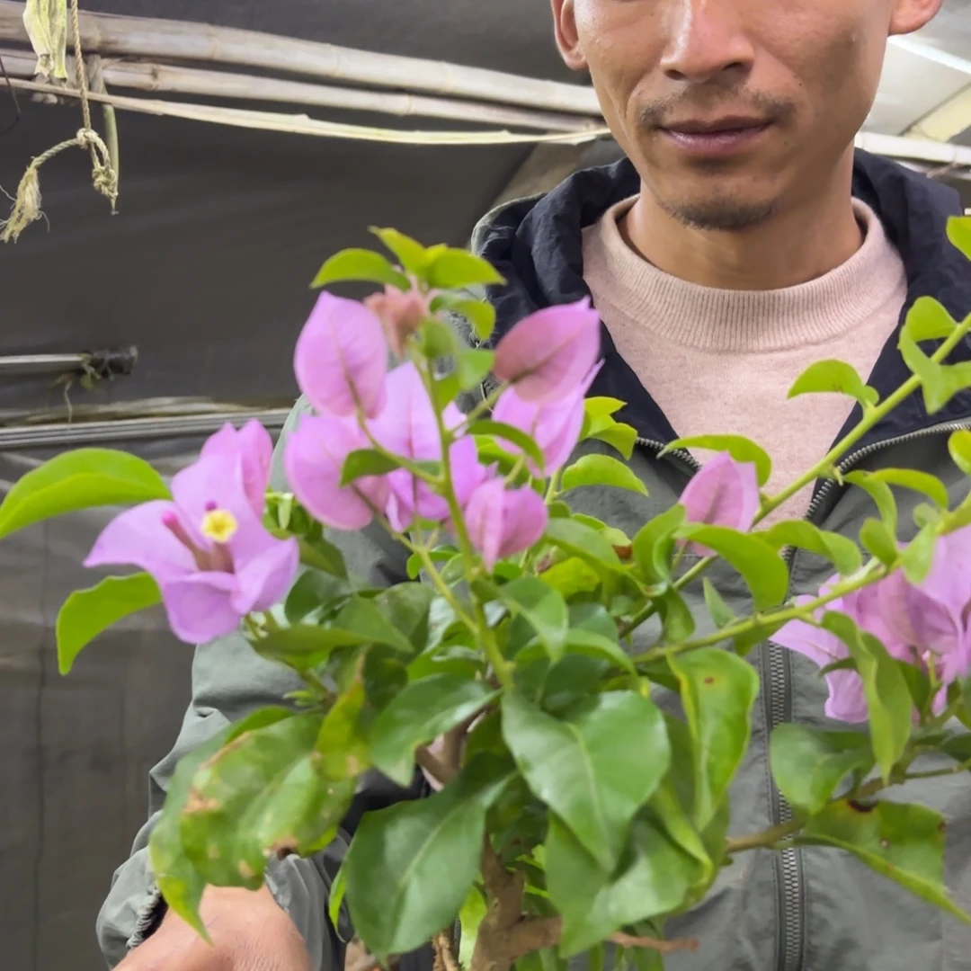 全部花苞（艾比）三角梅会落花落叶会光杆苗有大有小