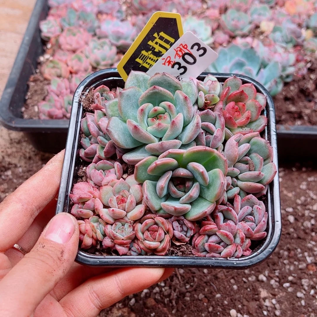 多肉植物多肉植物