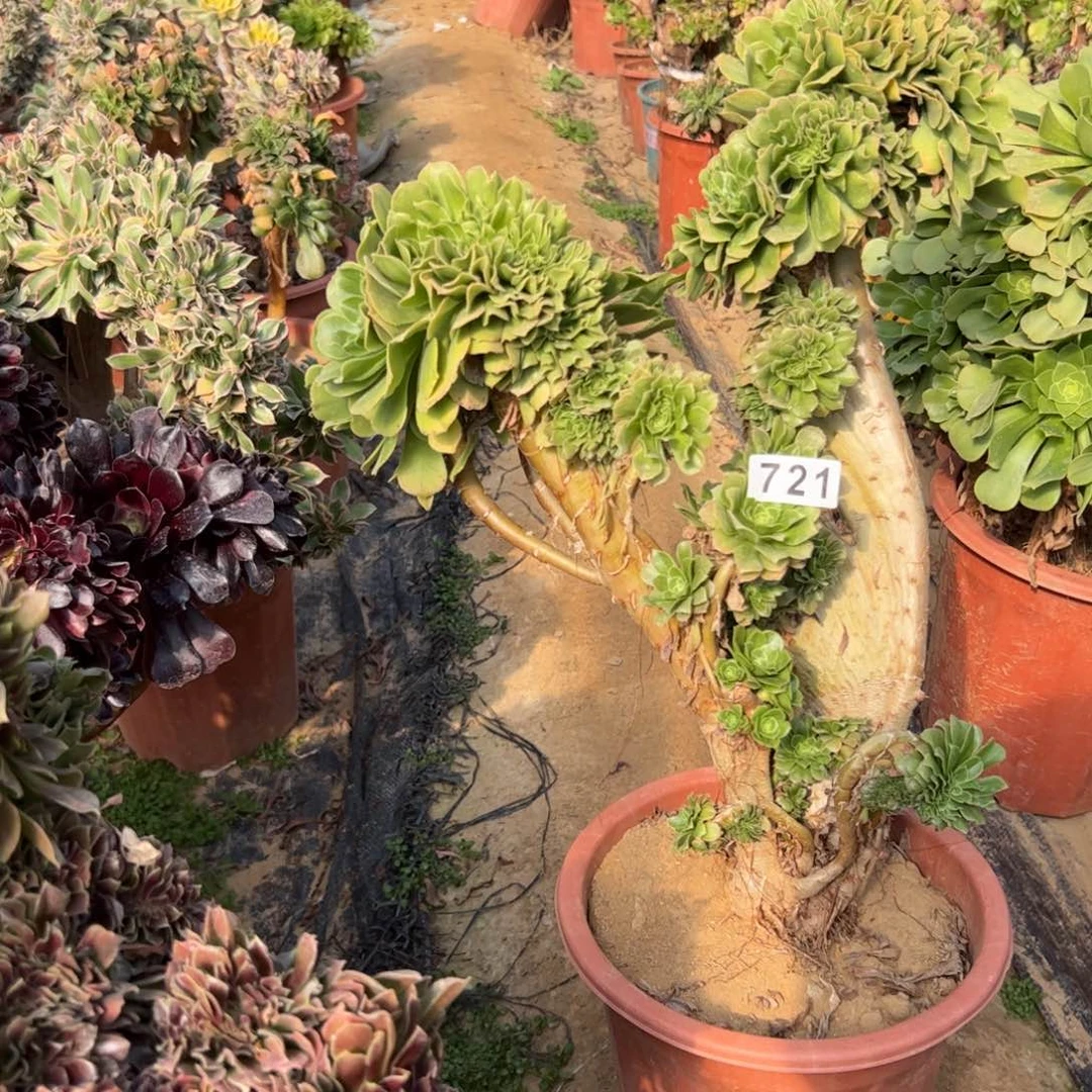 绿杨蓉有伤721高45