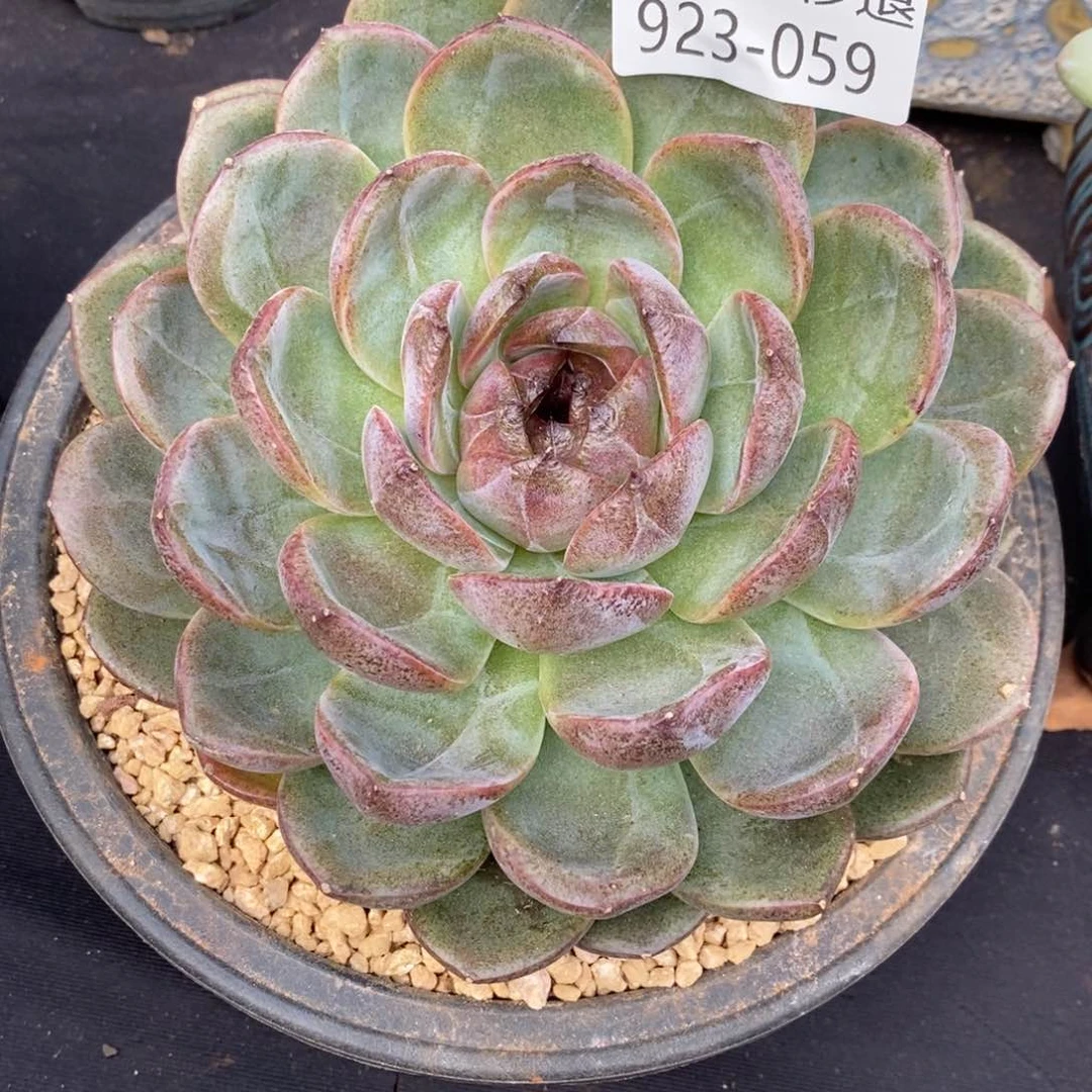 勿秒拍秒退 923-059黑橙子