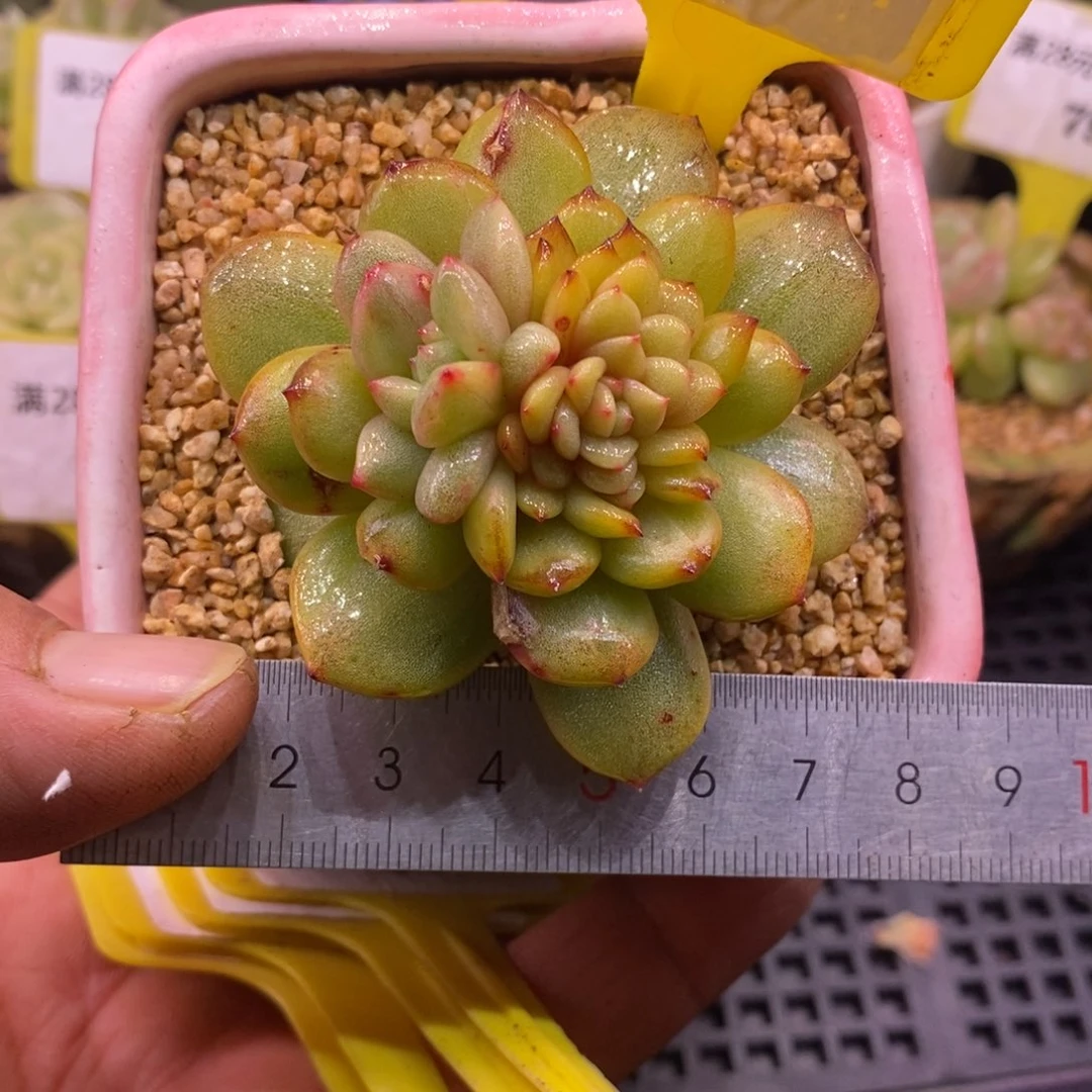 464星星橙子拉丝➕富轮锦