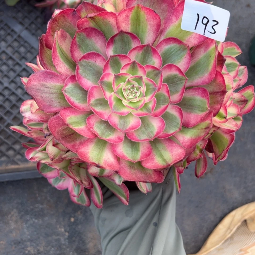 193半糖无根多肉椅子