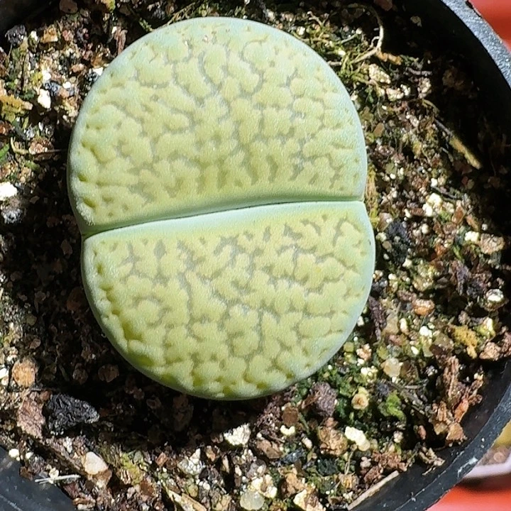 生石花11444。 138