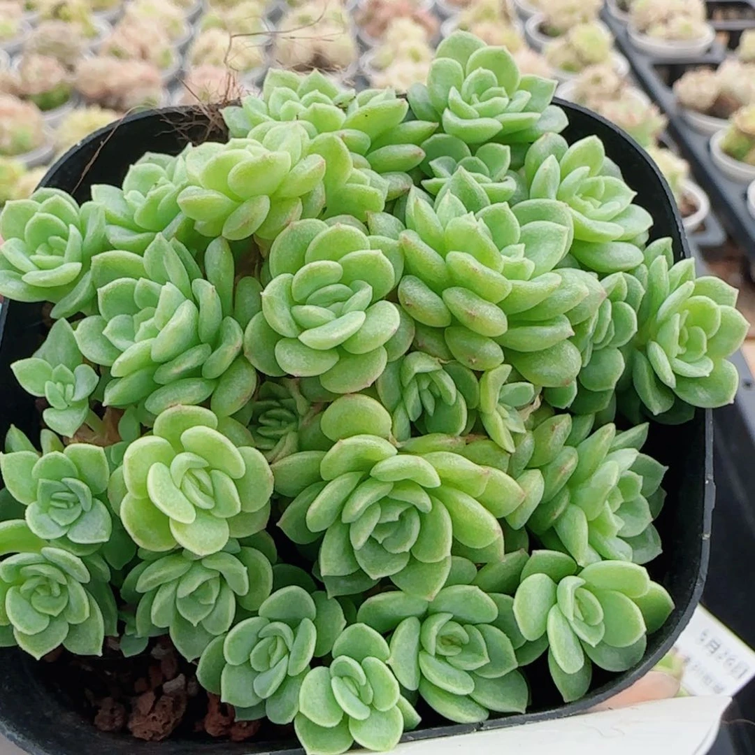 花语逸镜0526-18散