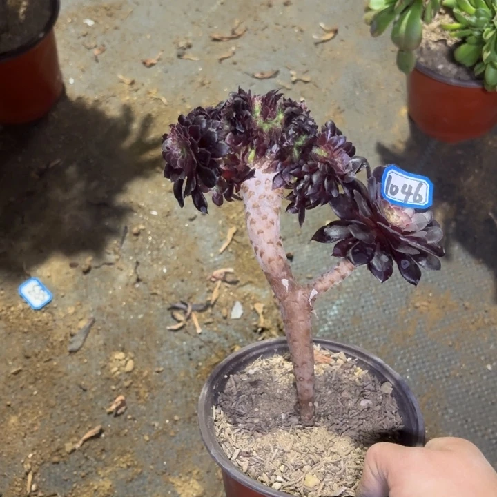 黑铜缀1046法师多肉