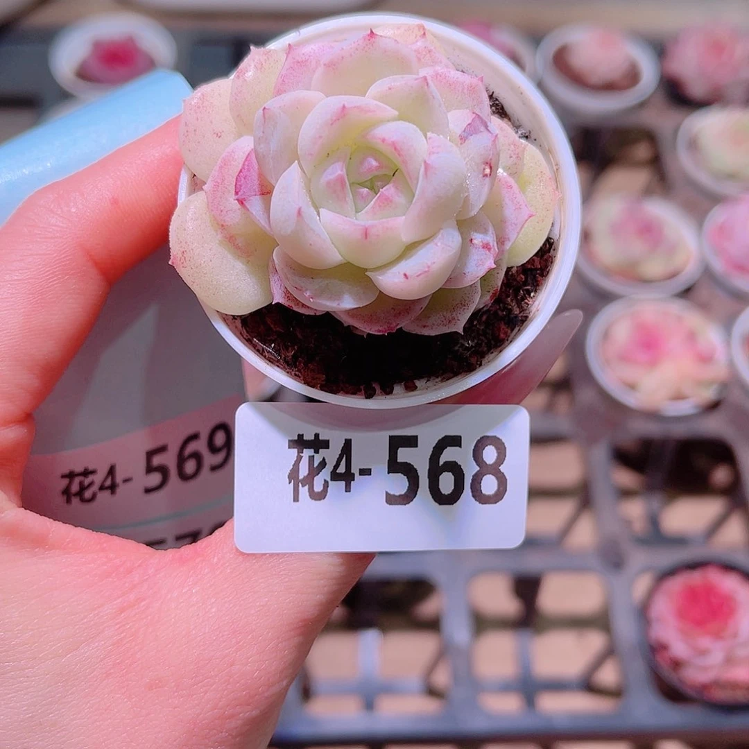 花利美4- 568新品