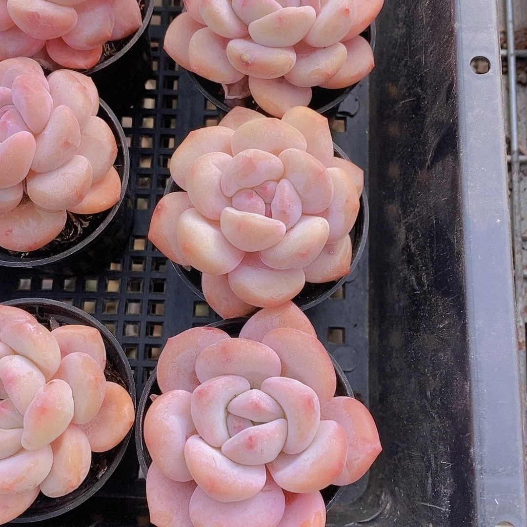 0213-小柿饼买一送一量拍