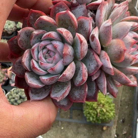 103海兰多肉植物多