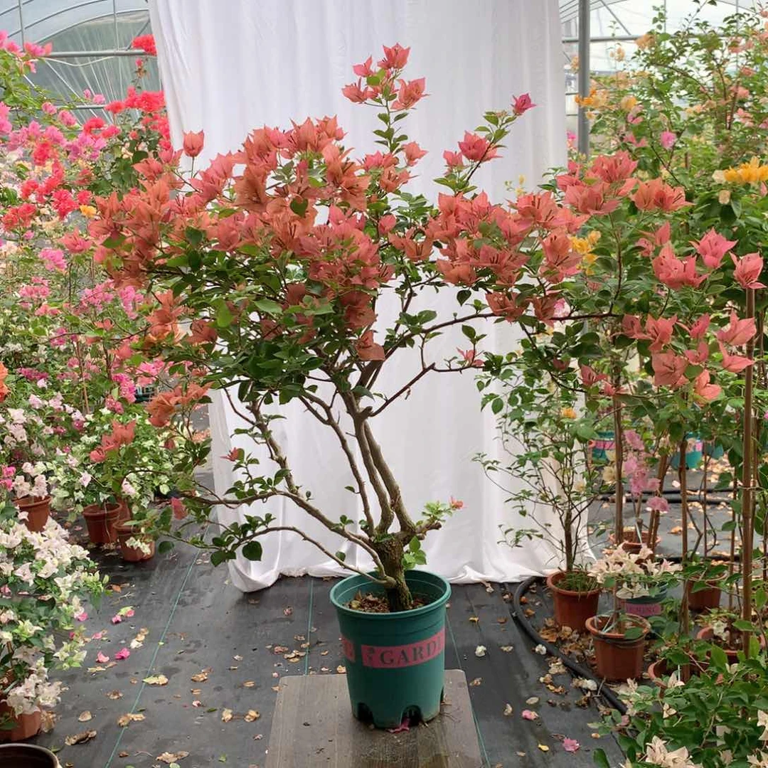 【闪购商品】完全开放佩得罗
