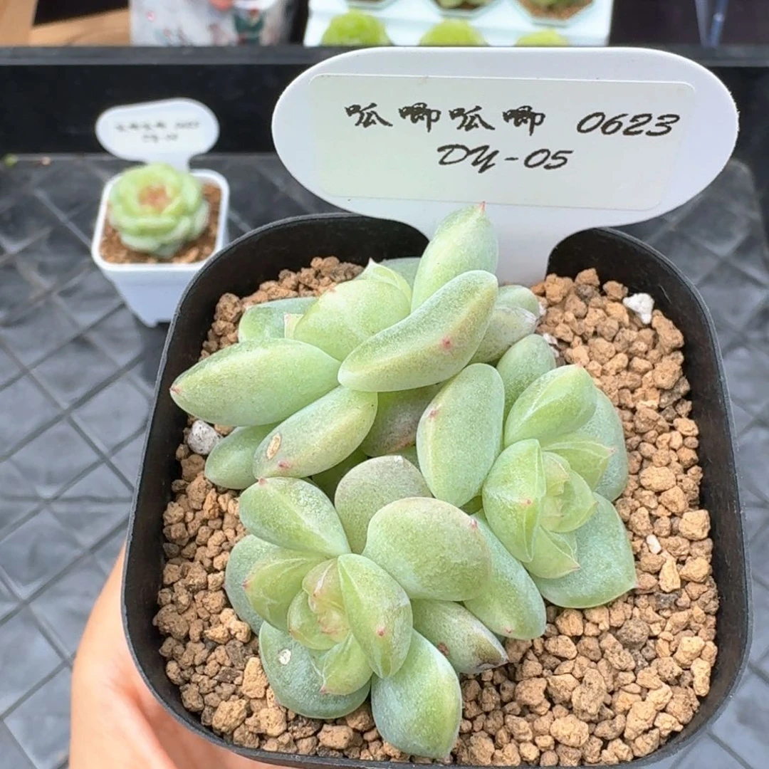 0623-5-甜心3头一颗