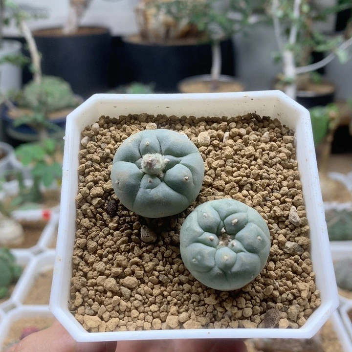 蓝白肌海鲜仙人球2颗脱土