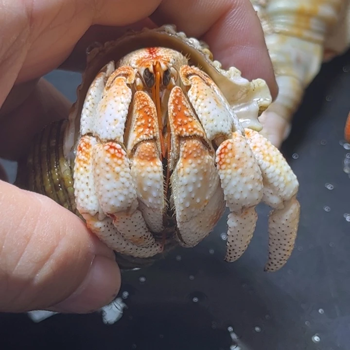 闪20号毛球3.0口径