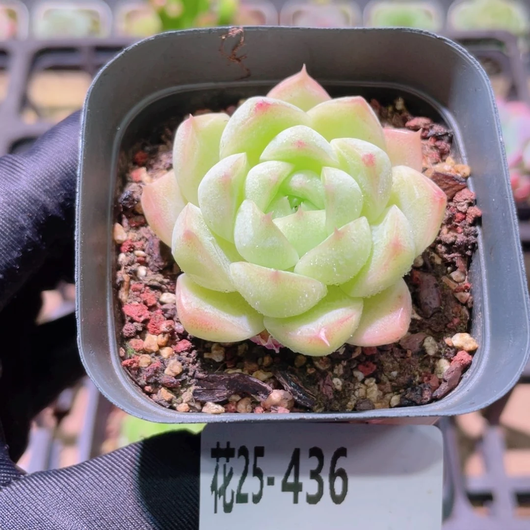 花利美25-436麦秆