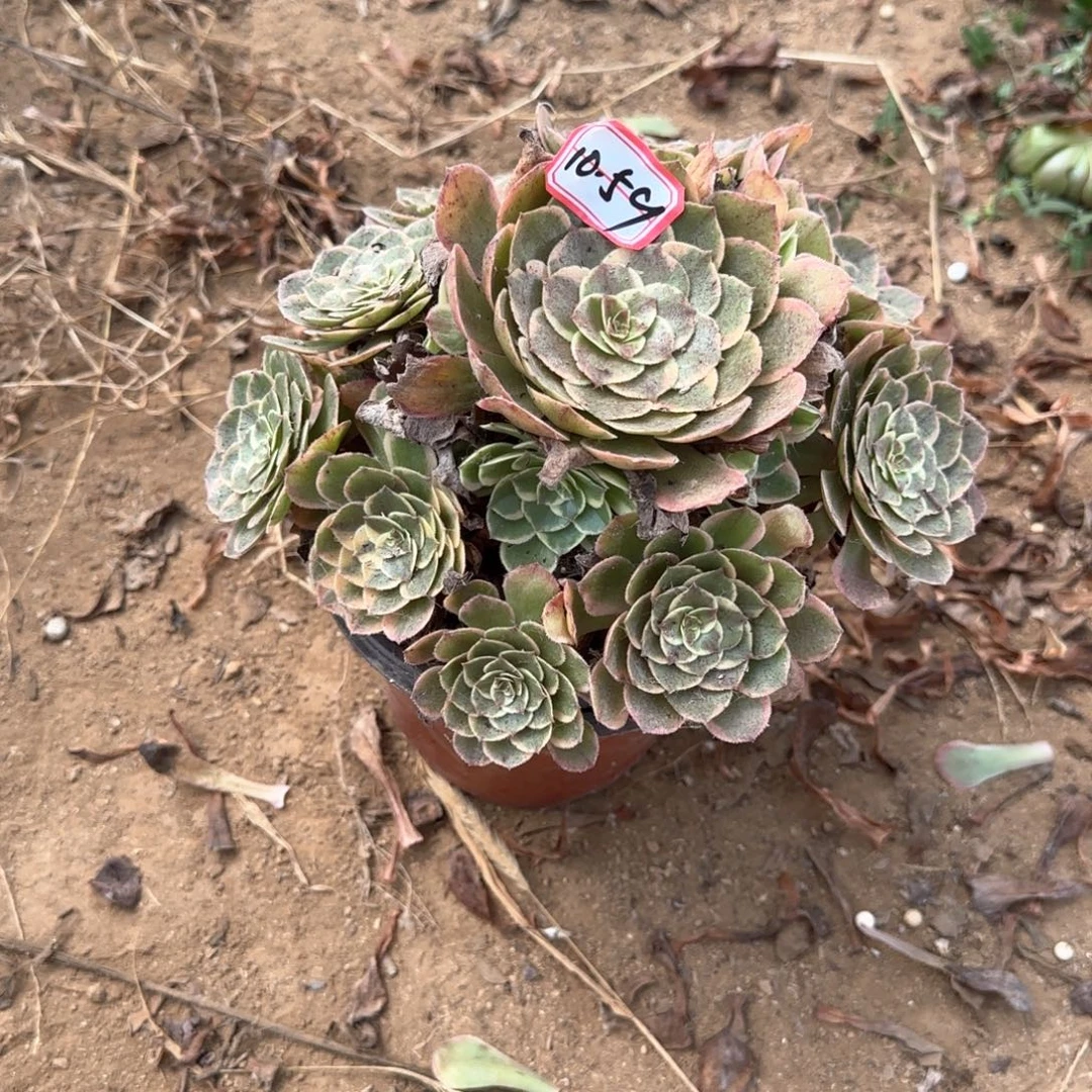 10-59粉花妖多肉植物无售后