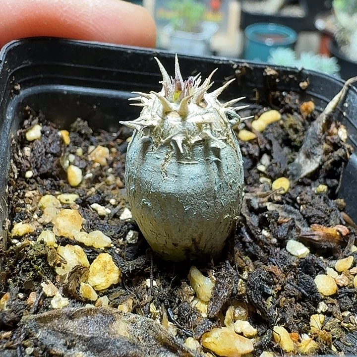 610象牙宫杂交带盆发货
