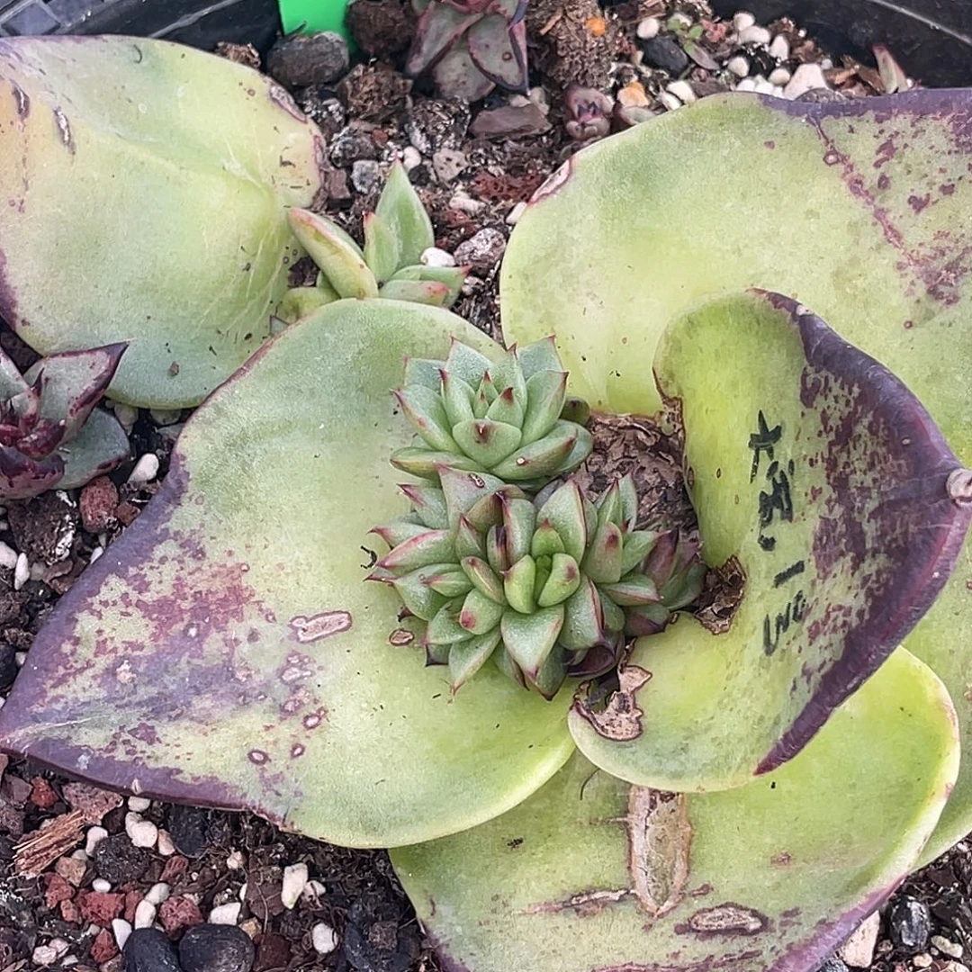 最***风多肉植物一组一排