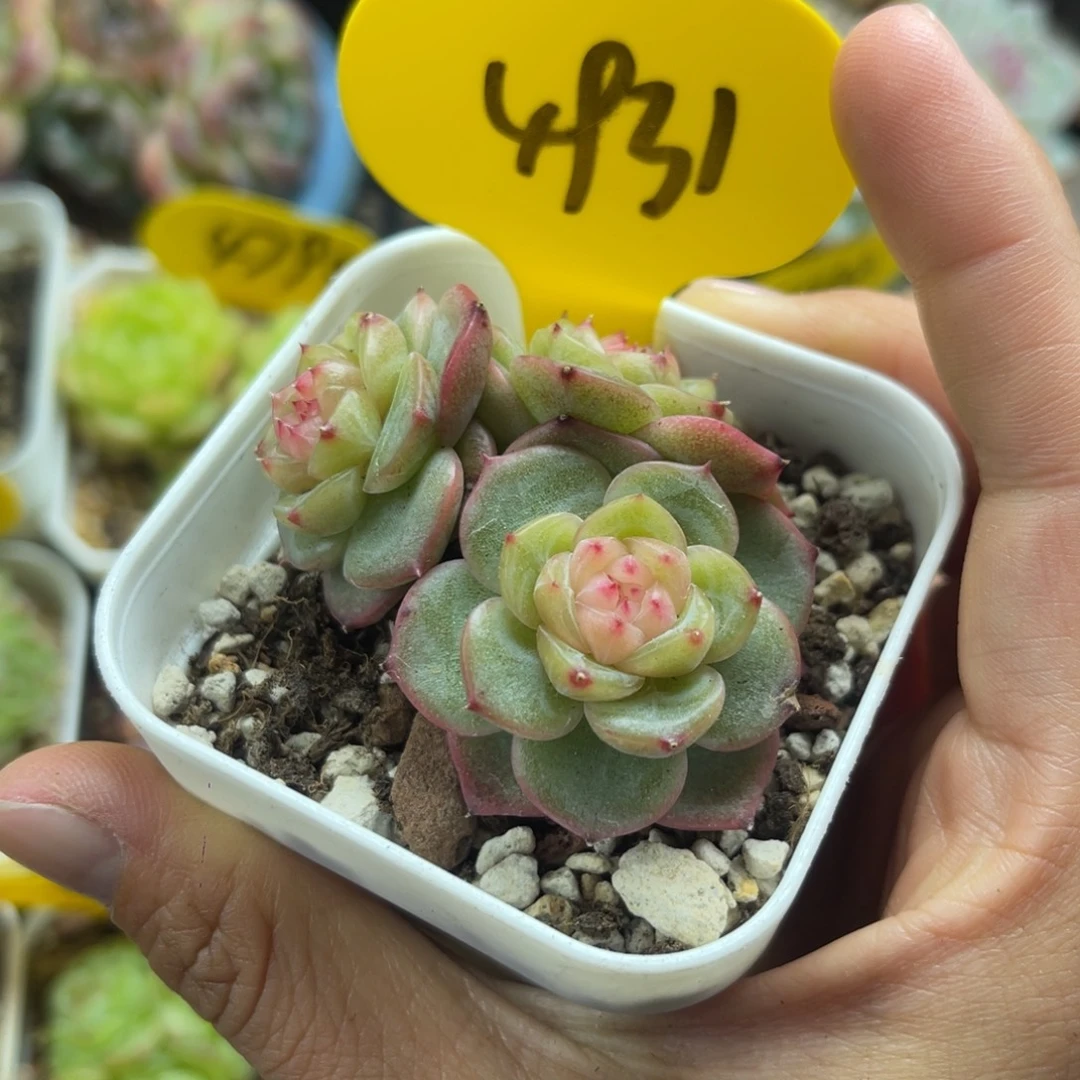 云岚珍妮3头群4931