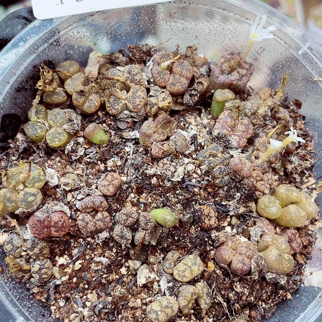 生石花满18包邮1015-259