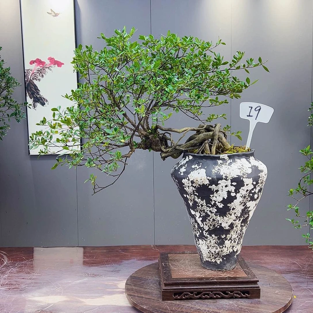 用****3海岛榄叶栀子花