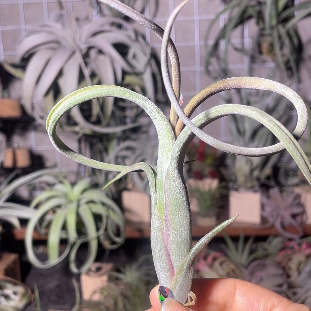 花中花27号空气凤梨