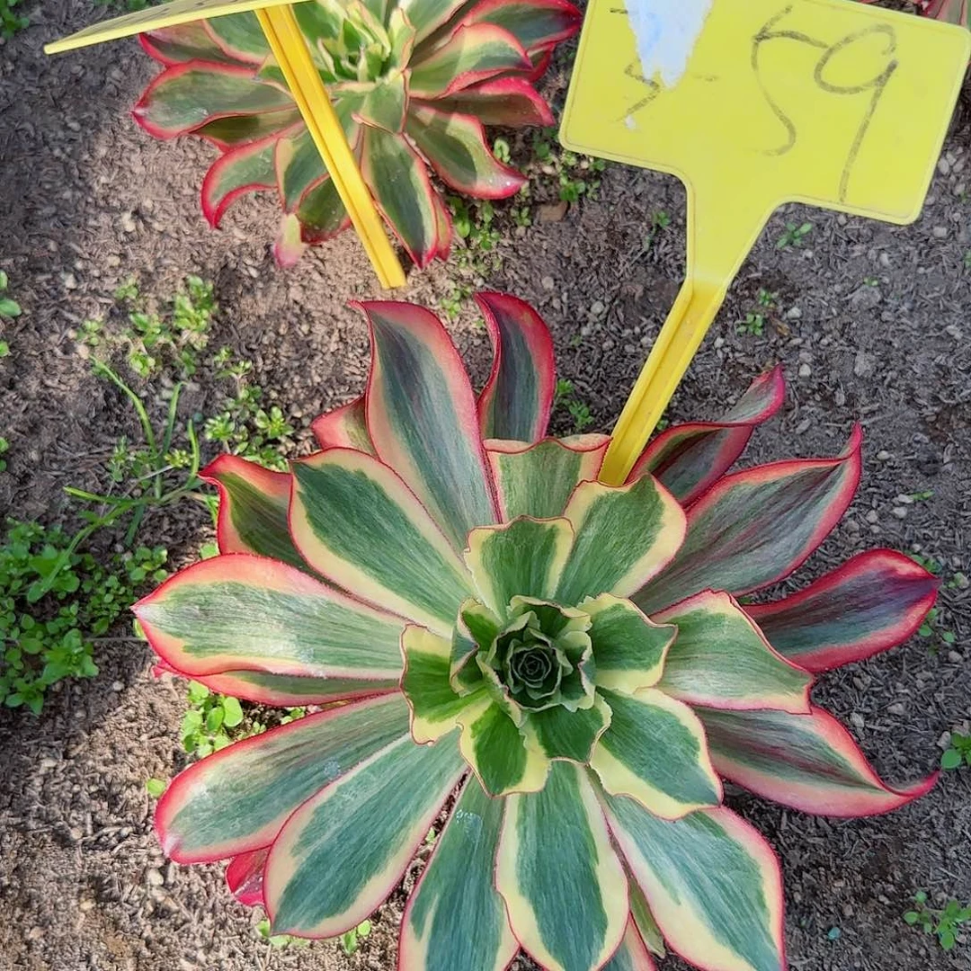 曾***往3-59---多头多肉植物