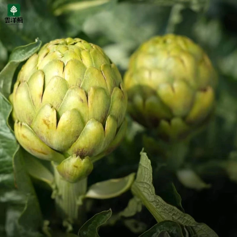 （王者之星大果200g+-买5斤送茶叶）云南特产种植云洋蓟