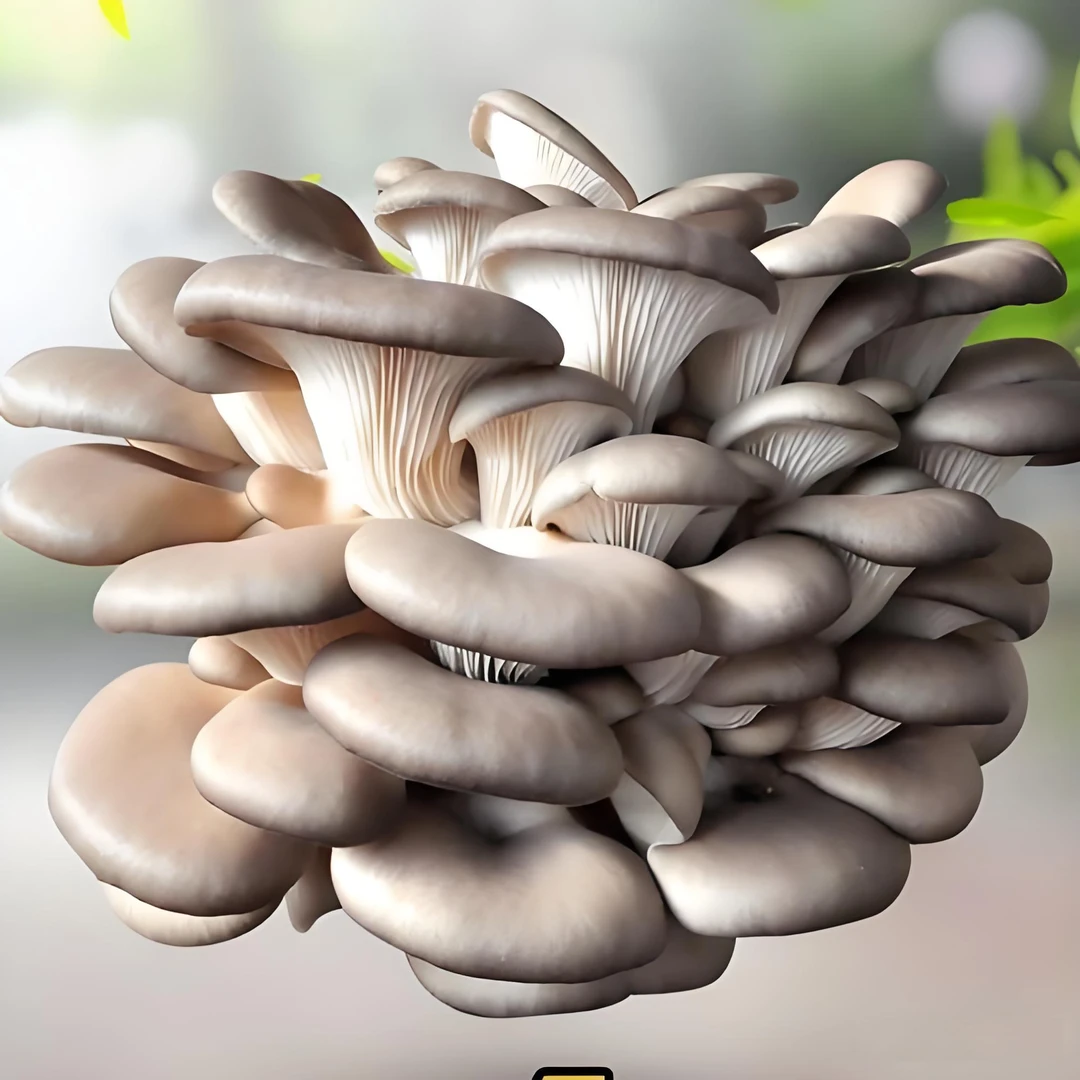 人工菌一斤本地