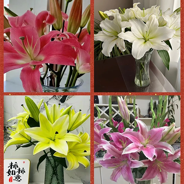 （新春礼包） 鲜花大礼包(走亲访友精选)《东北基地发货》