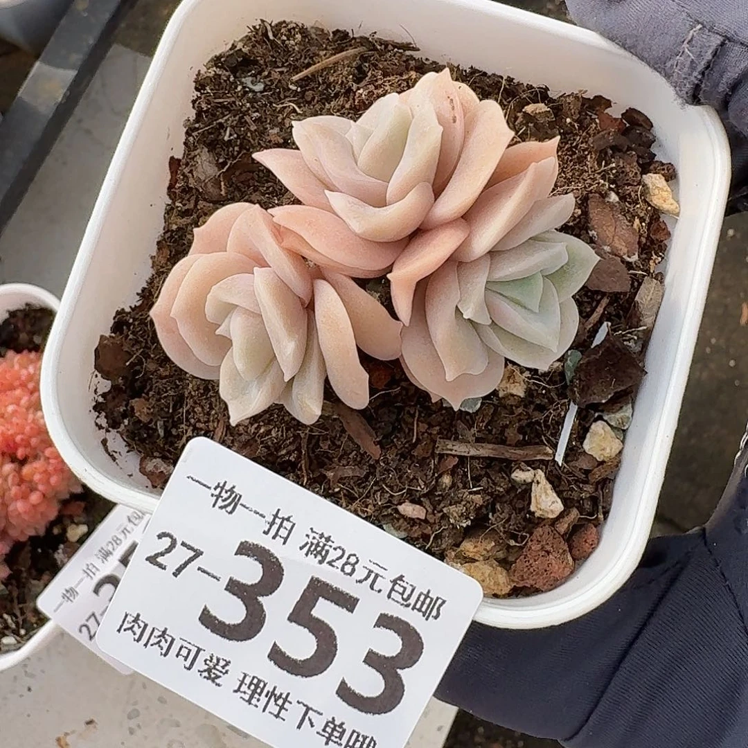 可爱玫瑰无盆土发货无盆