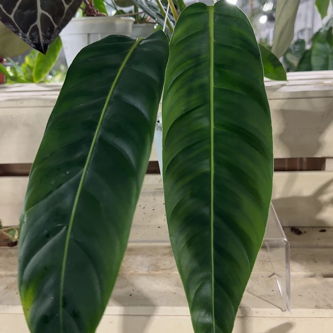 无花朵Pp蔓绿绒（带挂钩）