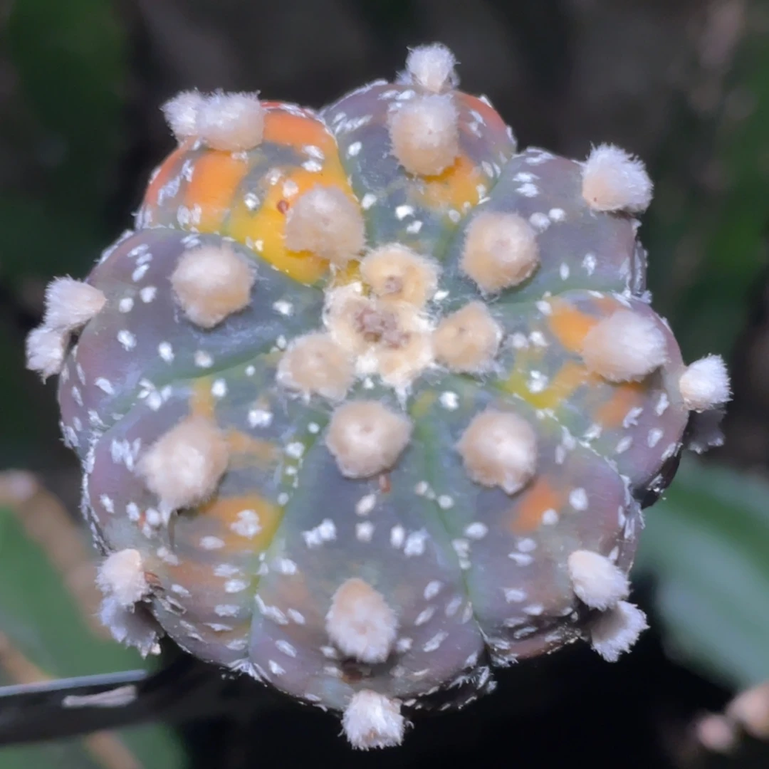 全部花朵雪花兜锦910 仙人球