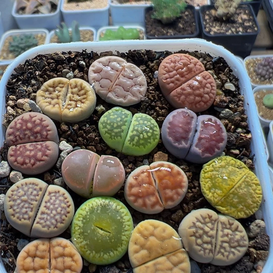 80多肉植物百科植物