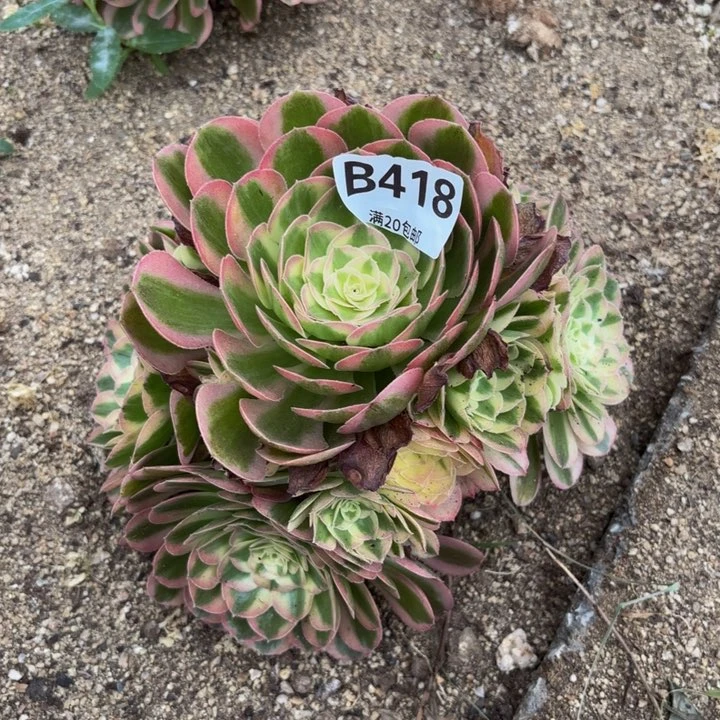 青***瑞妈多肉园艺，418