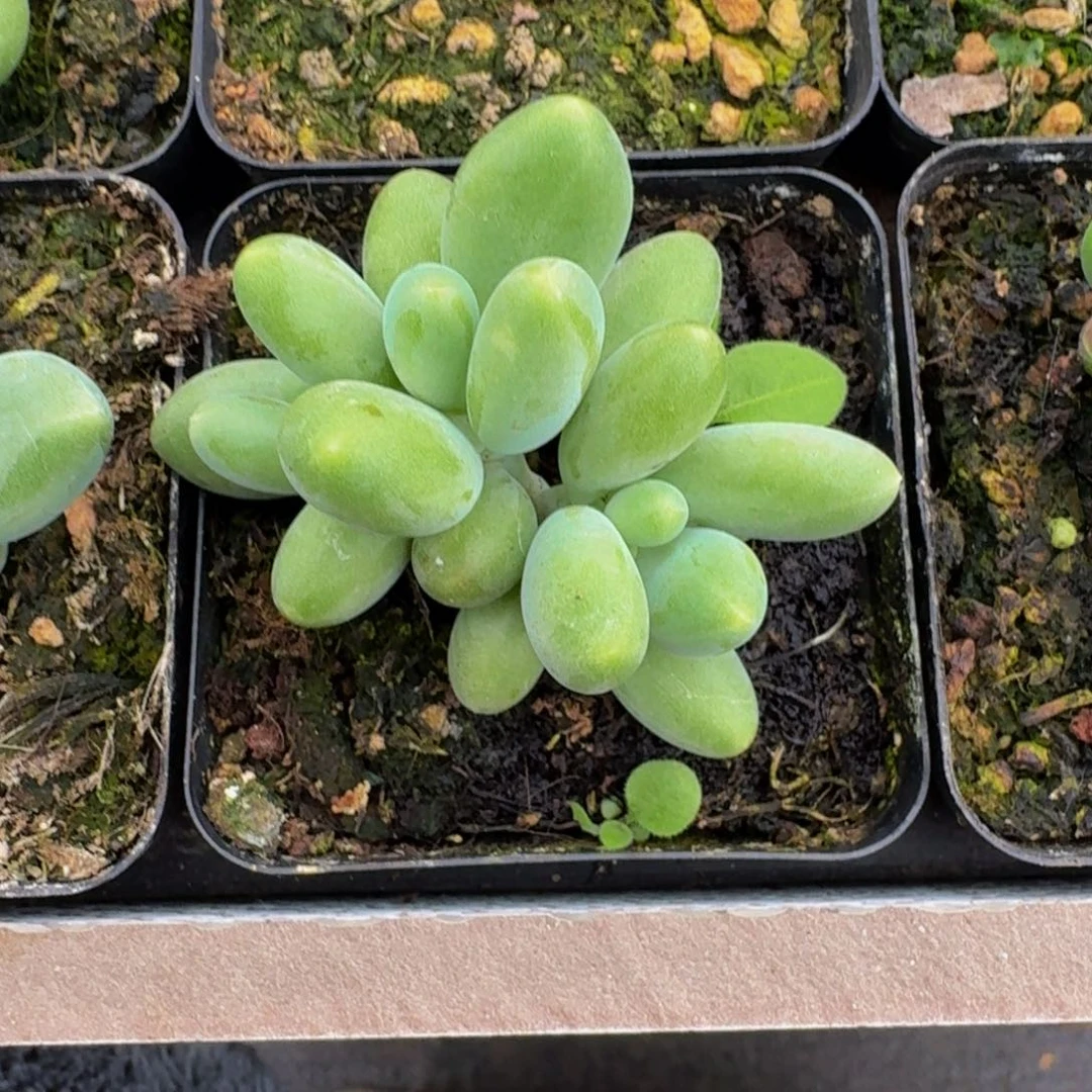 刚果奶 3头 一物一拍