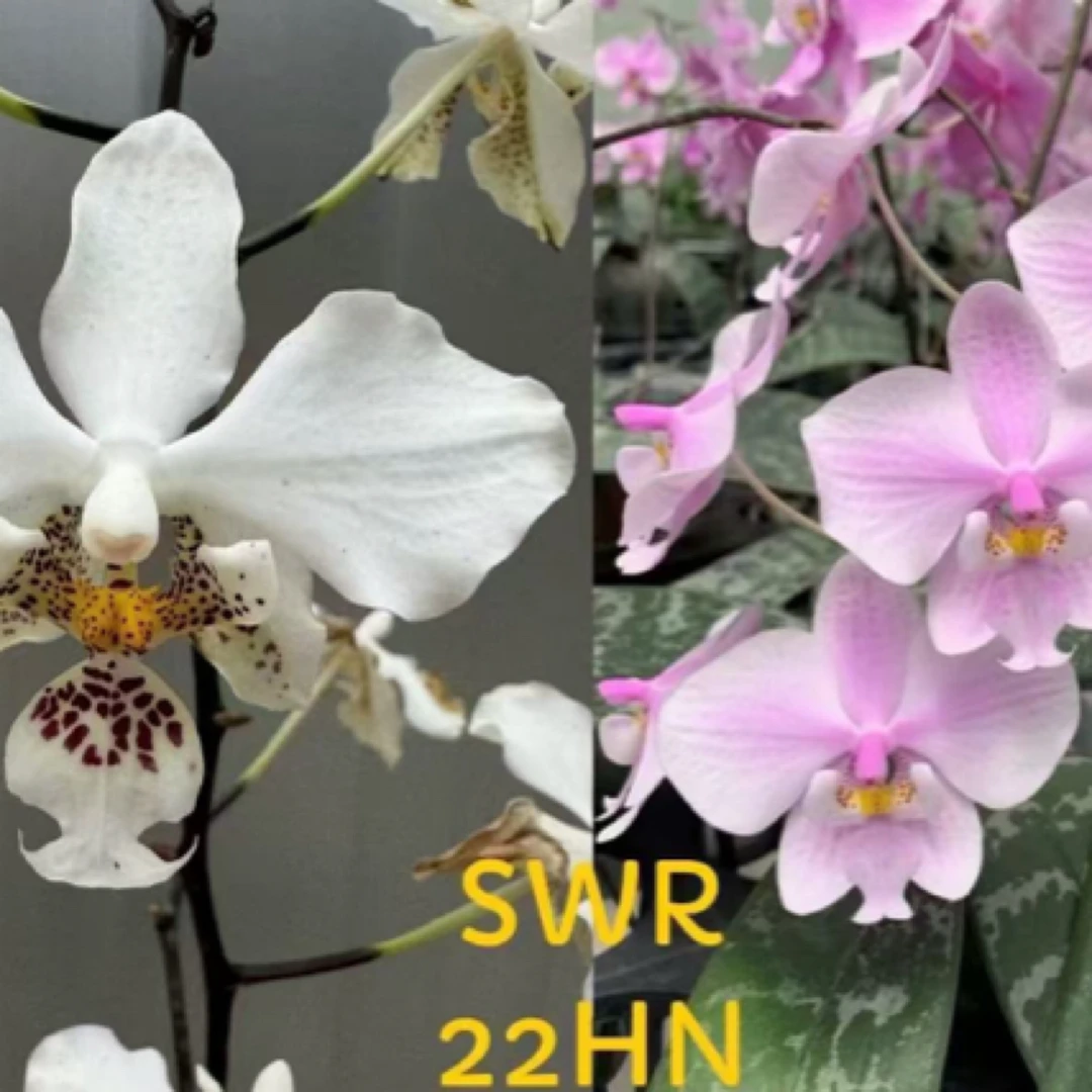 花农杰哥原生种西蕾丽蝴蝶兰直播专用SWR22HN