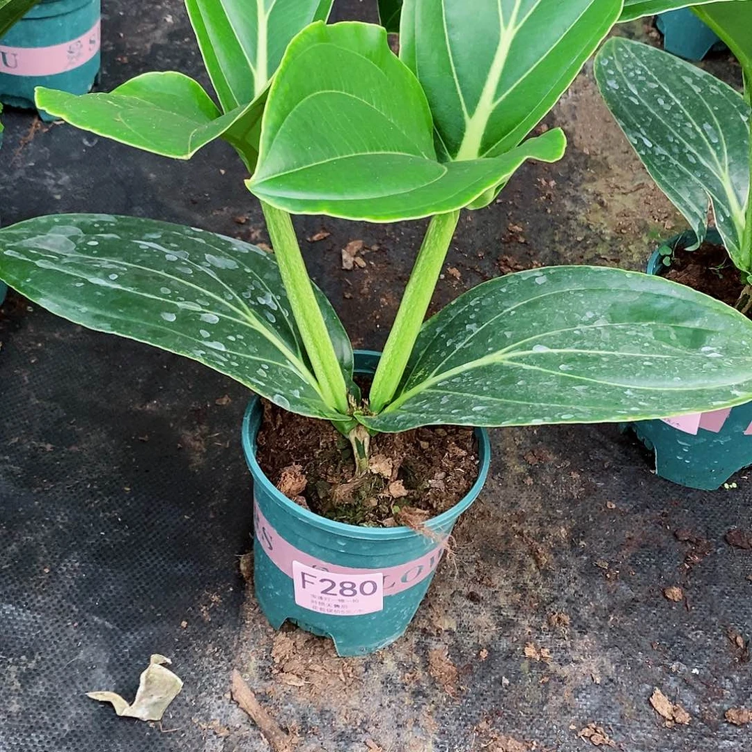 无花朵陈*林木本花卉280