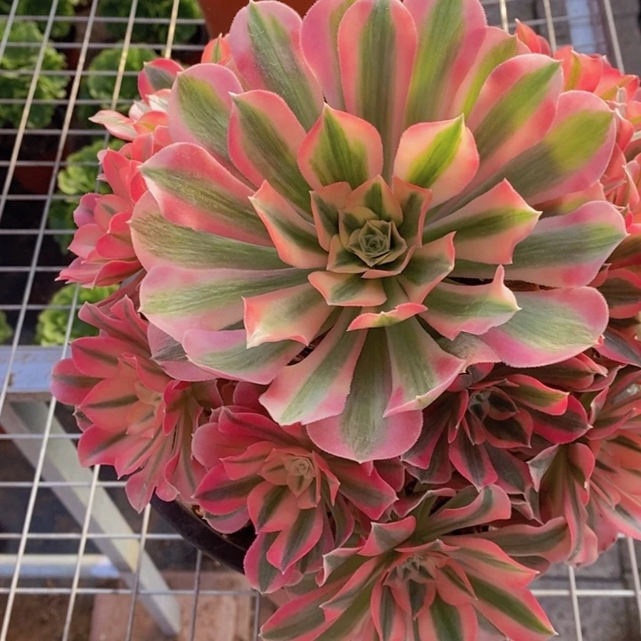 闪购法师1棵粉女巫