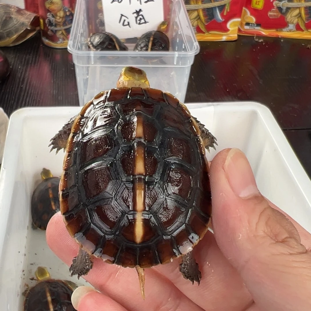 母沉**海安安安安那么