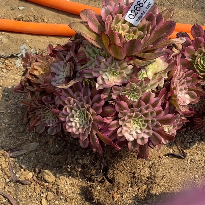 02682红超百多肉大师