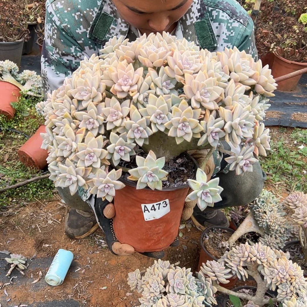 淡雪缀一物一拍473